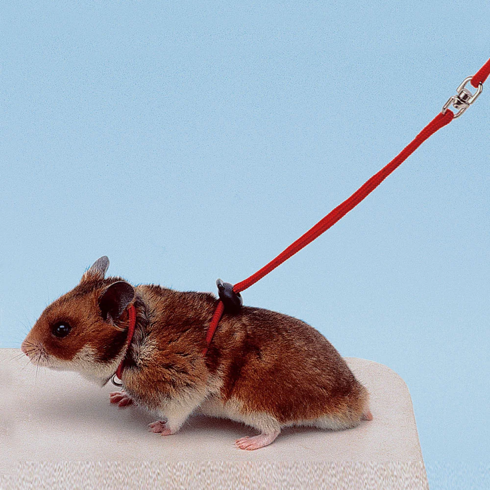 Miniature 2